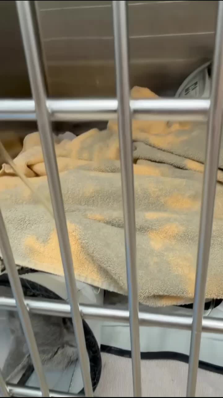 @Community_Animal_Rescue