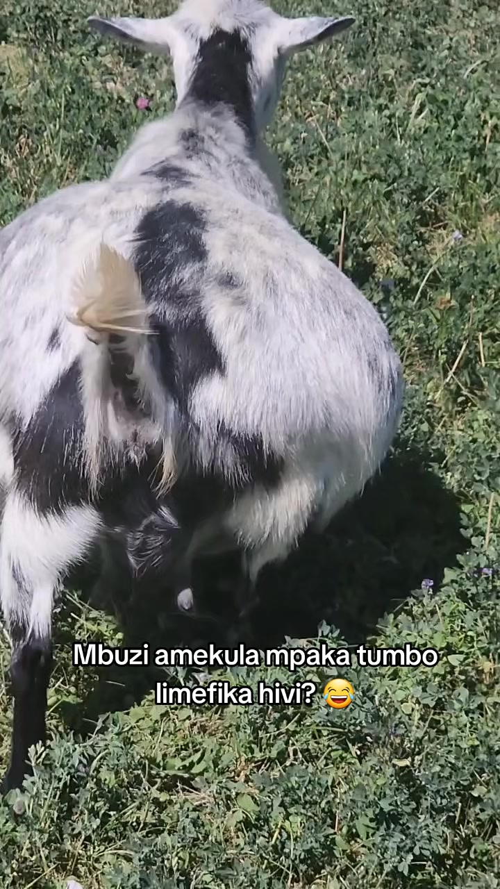 @Livestock Connect Tanzania