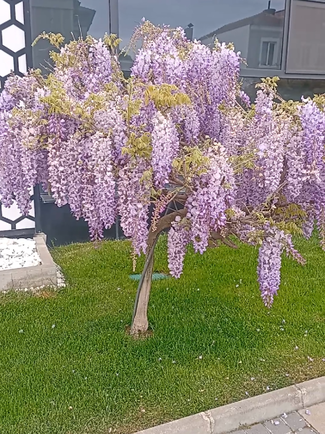 @Призрачка