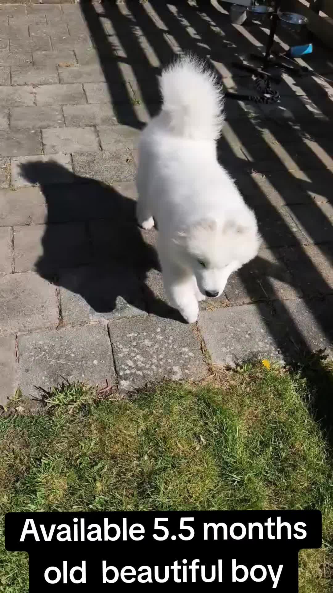 @Lovely Snow Diamonds Samoyed