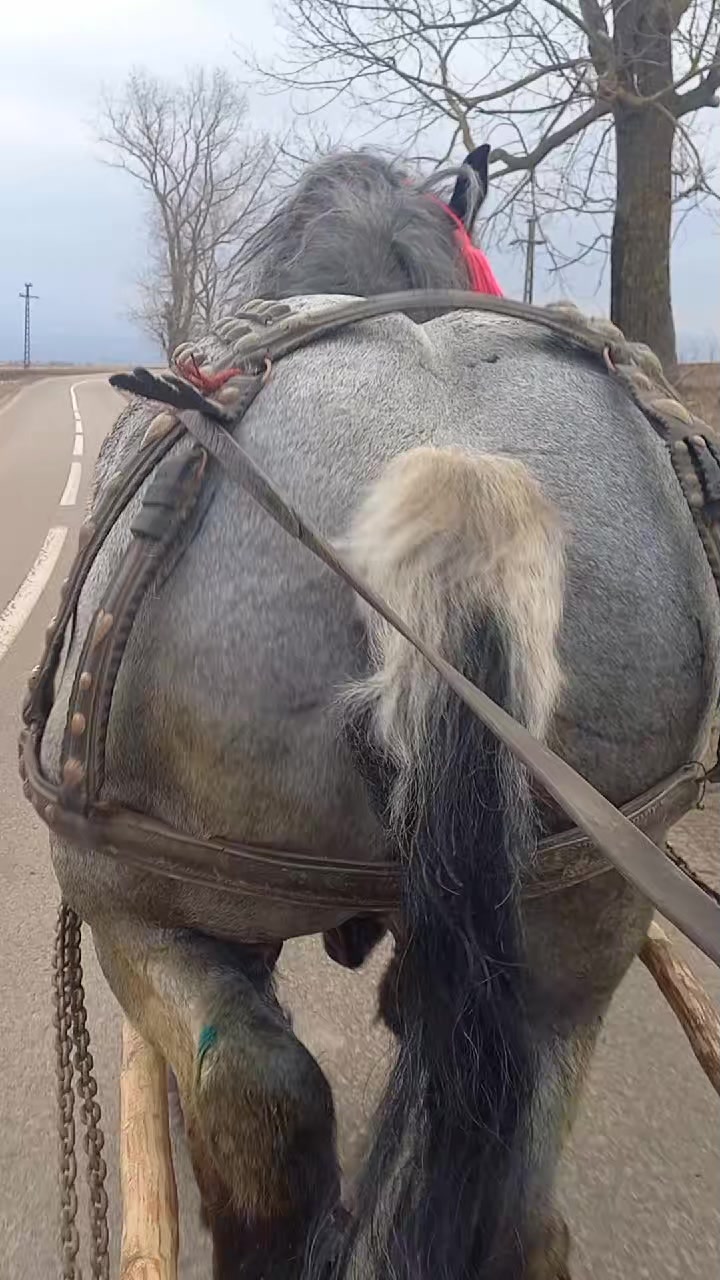@Buga Ionuț