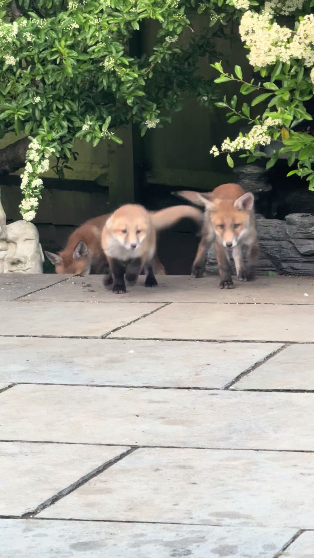 @gp_foxes