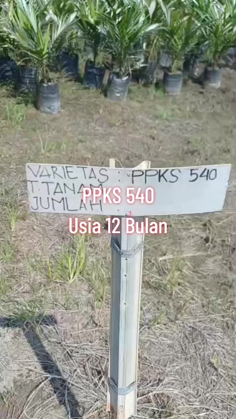 @BOS SAWIT