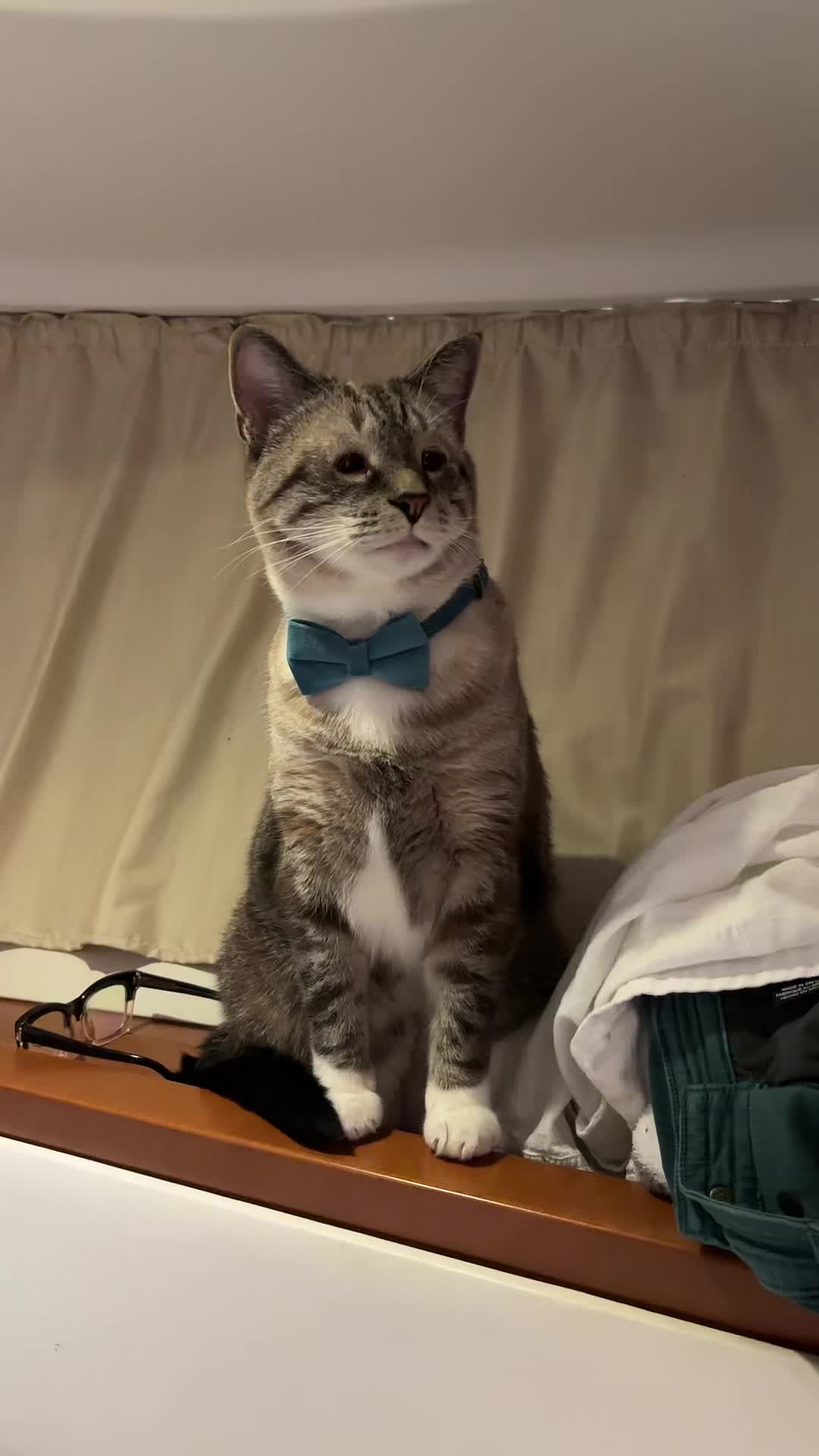 @bellkittiesmom