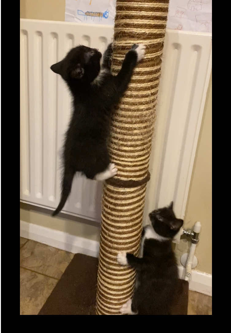 @Chloe Cat