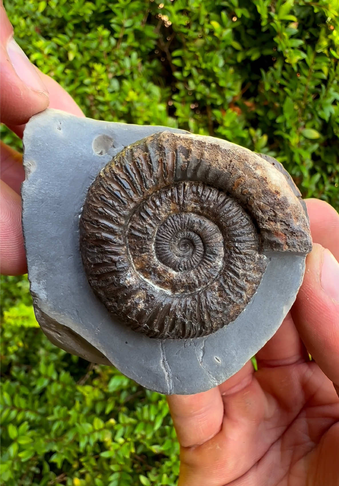 @yorkshire.fossils