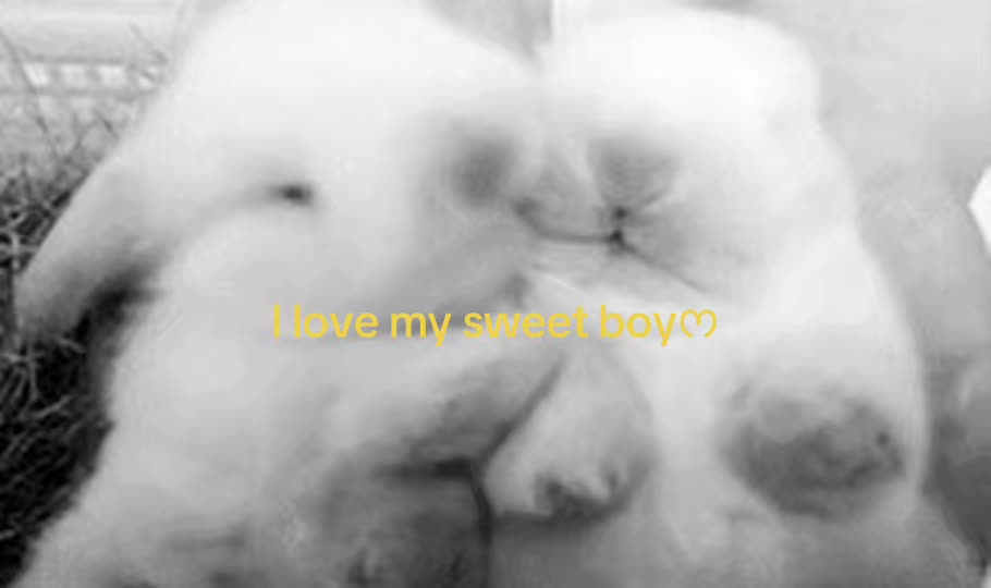 @VIVI THE CUTIE/ᐠ - ˕ -マ Ⳋ