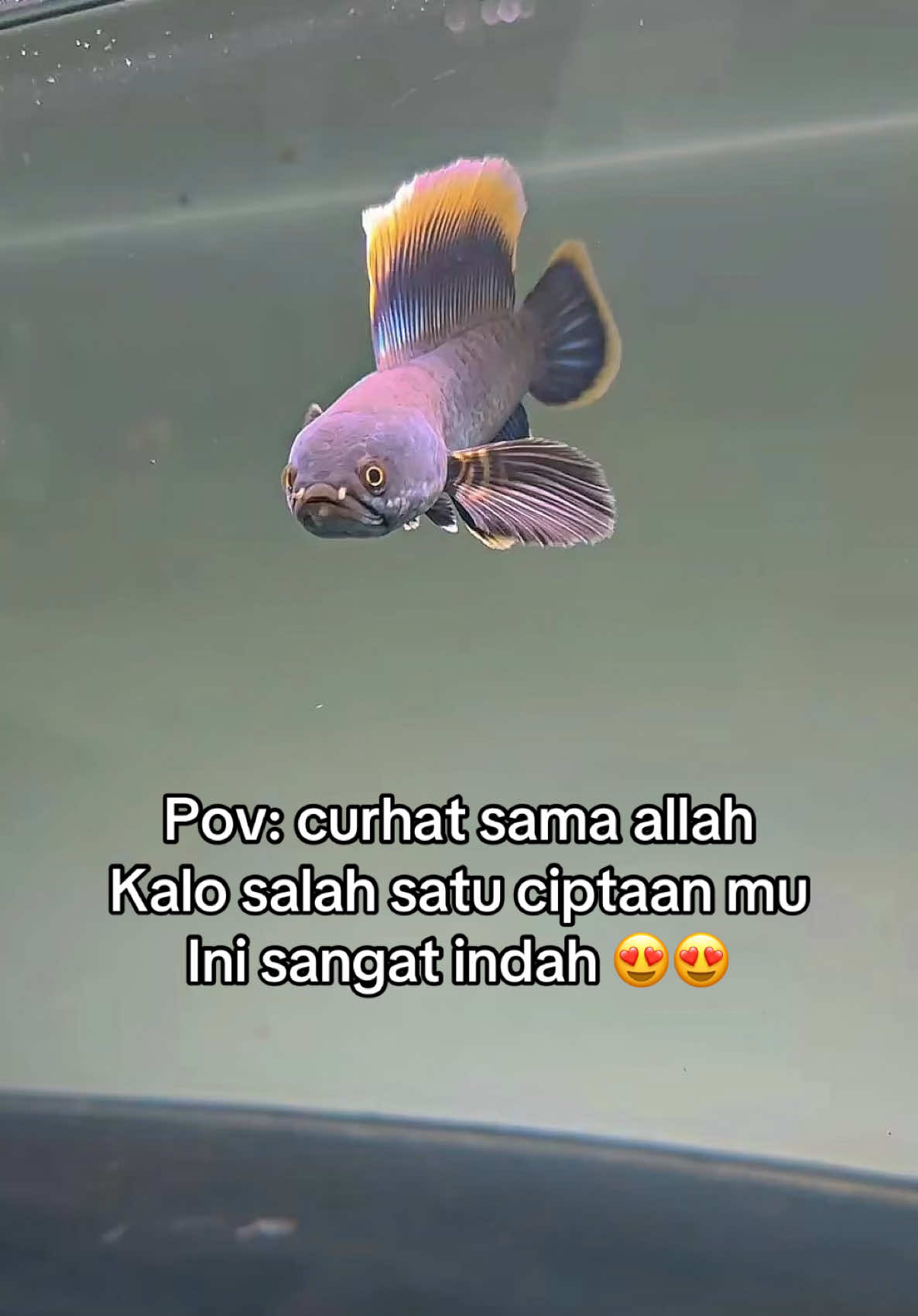 @nyo'ocai