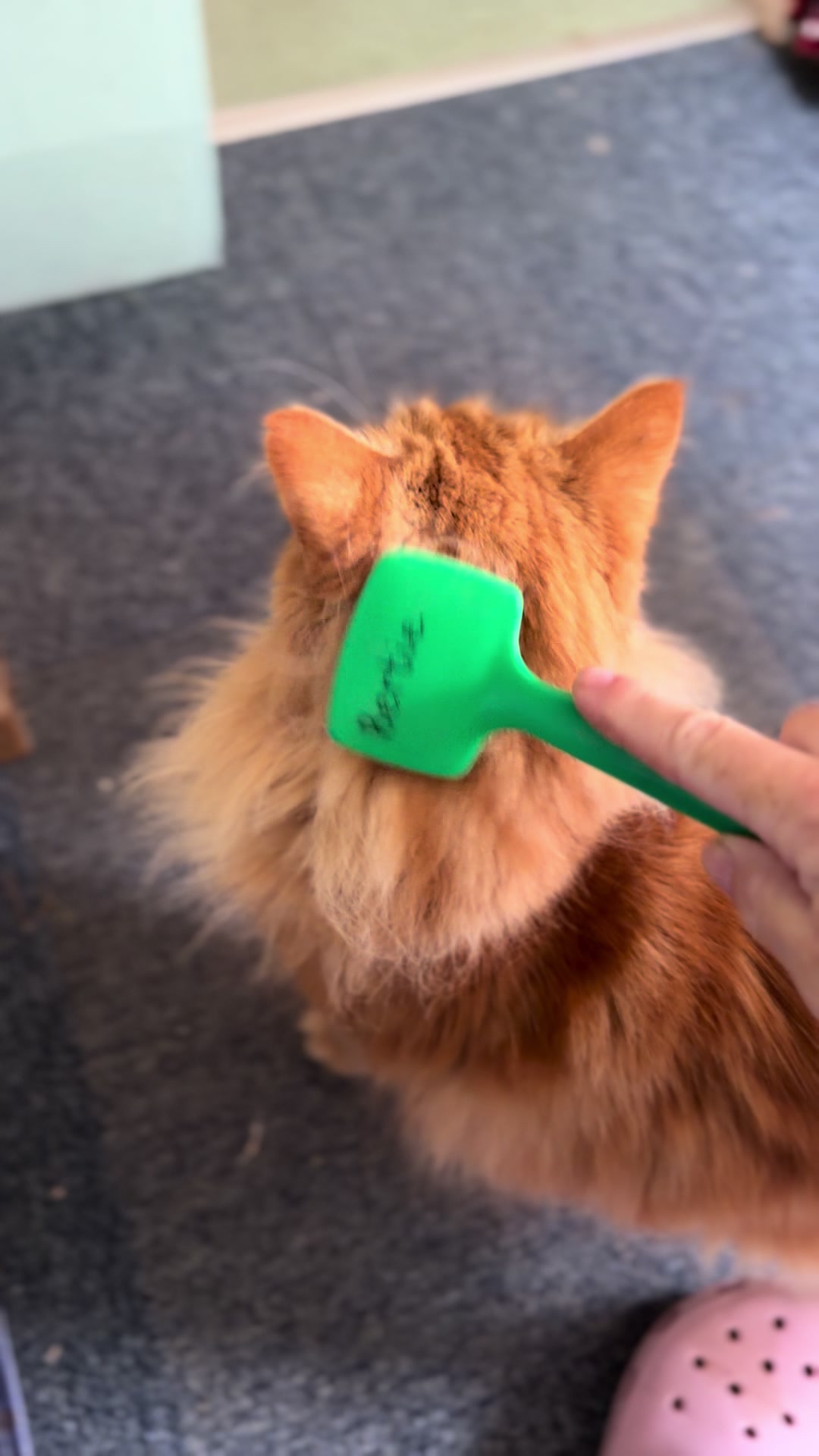 @Herongate Village Cattery