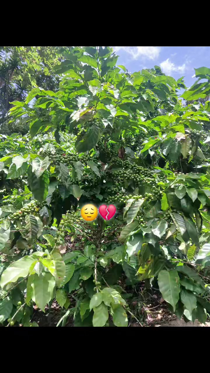 @mi shaparritha toxica❤️&zwj;🩹🫶🏻