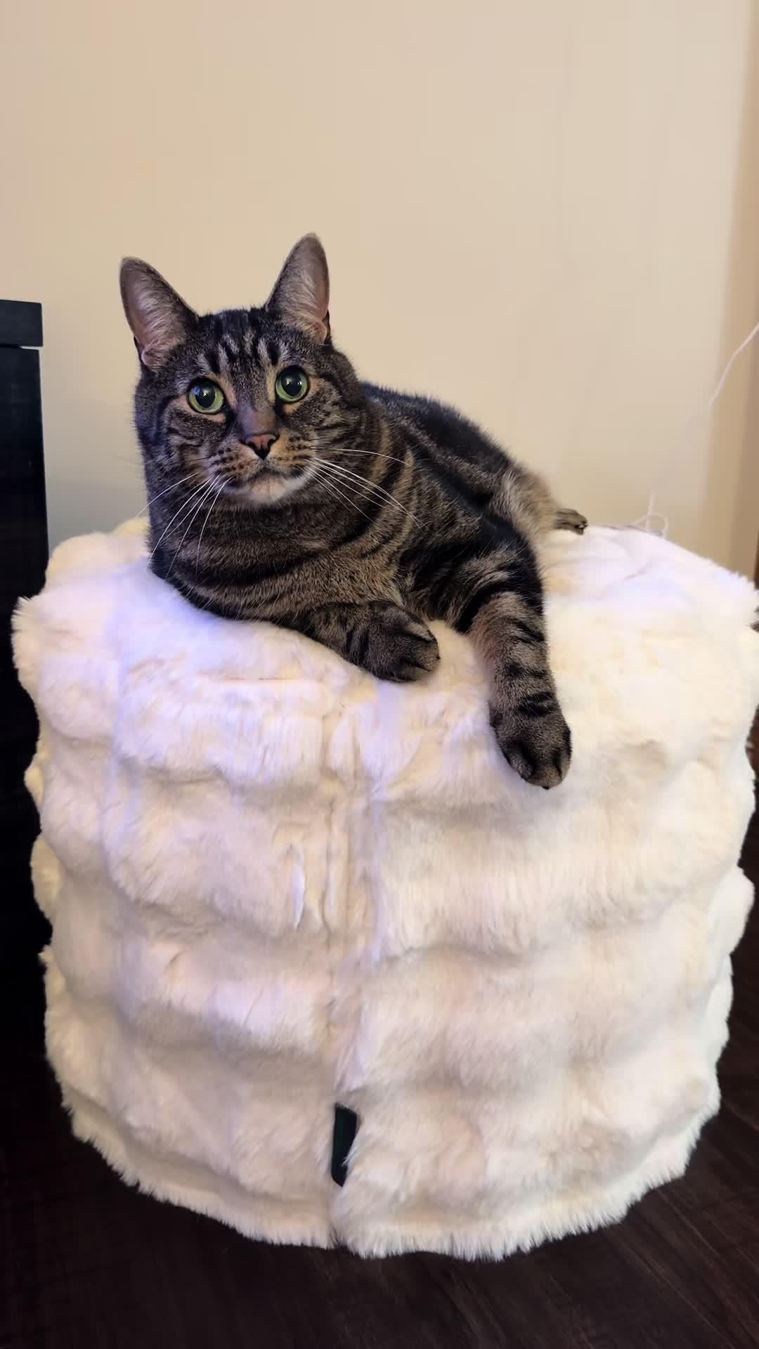 @Milo The Chonk