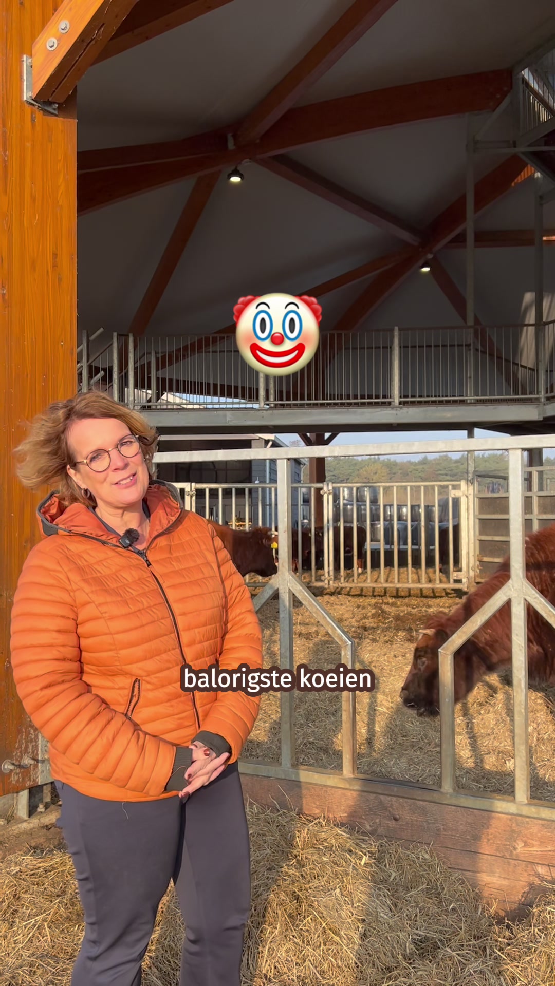 @Erve Vechtdal Koe Safari