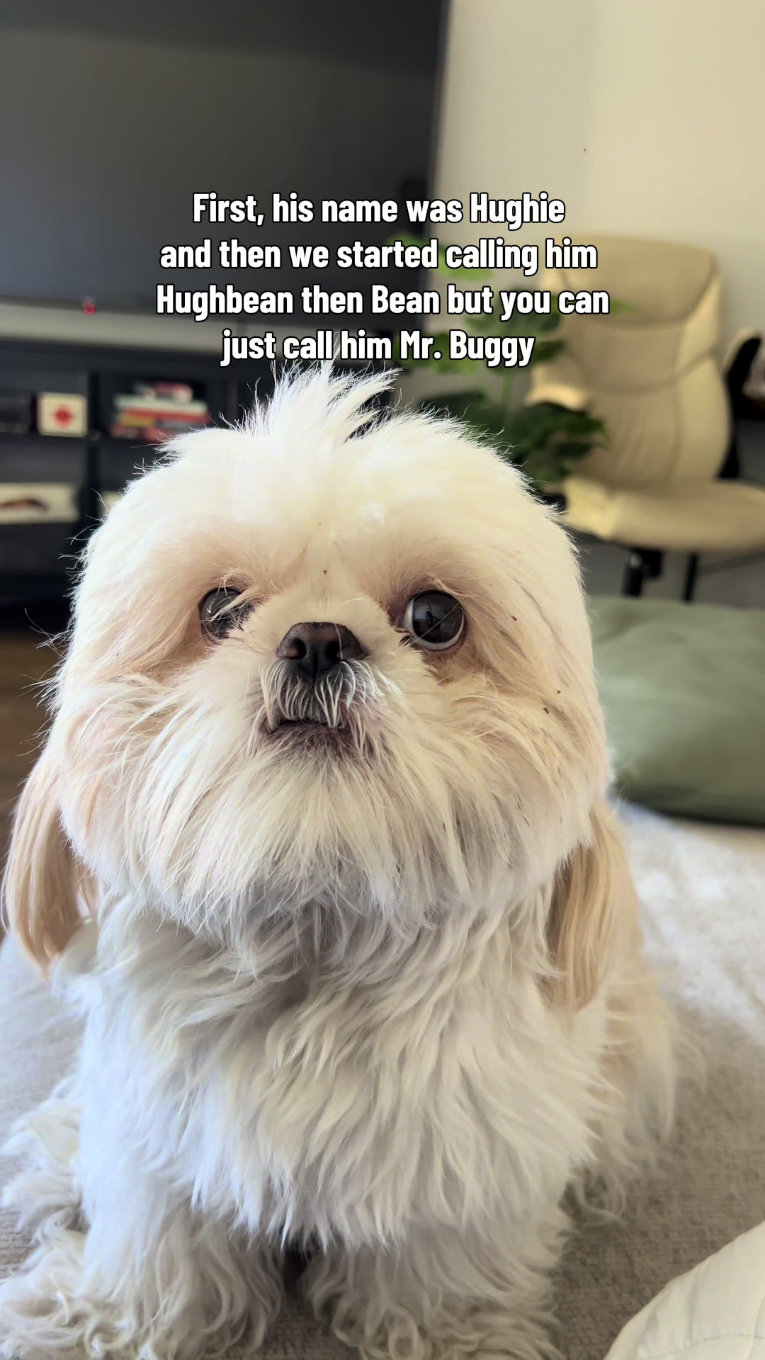 @Hugh the Shih Tzu