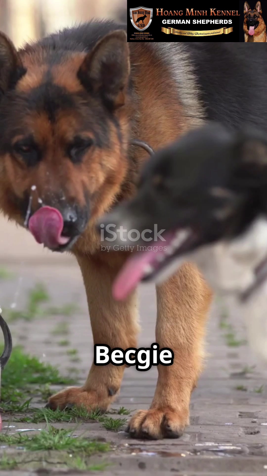 @Trại ch&oacute; Becgie ho&agrave;ng Minh