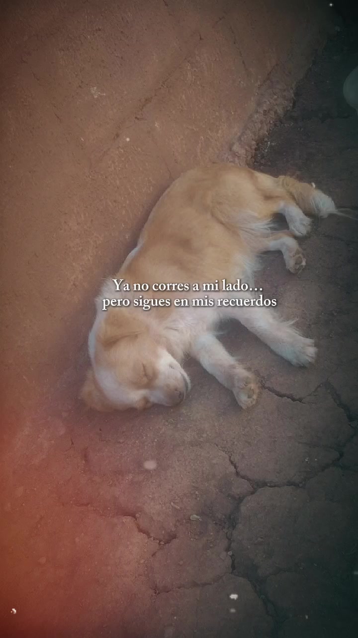 @dani❤️