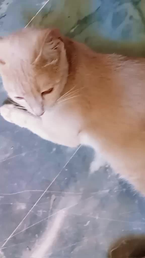 @cutecatlover8172