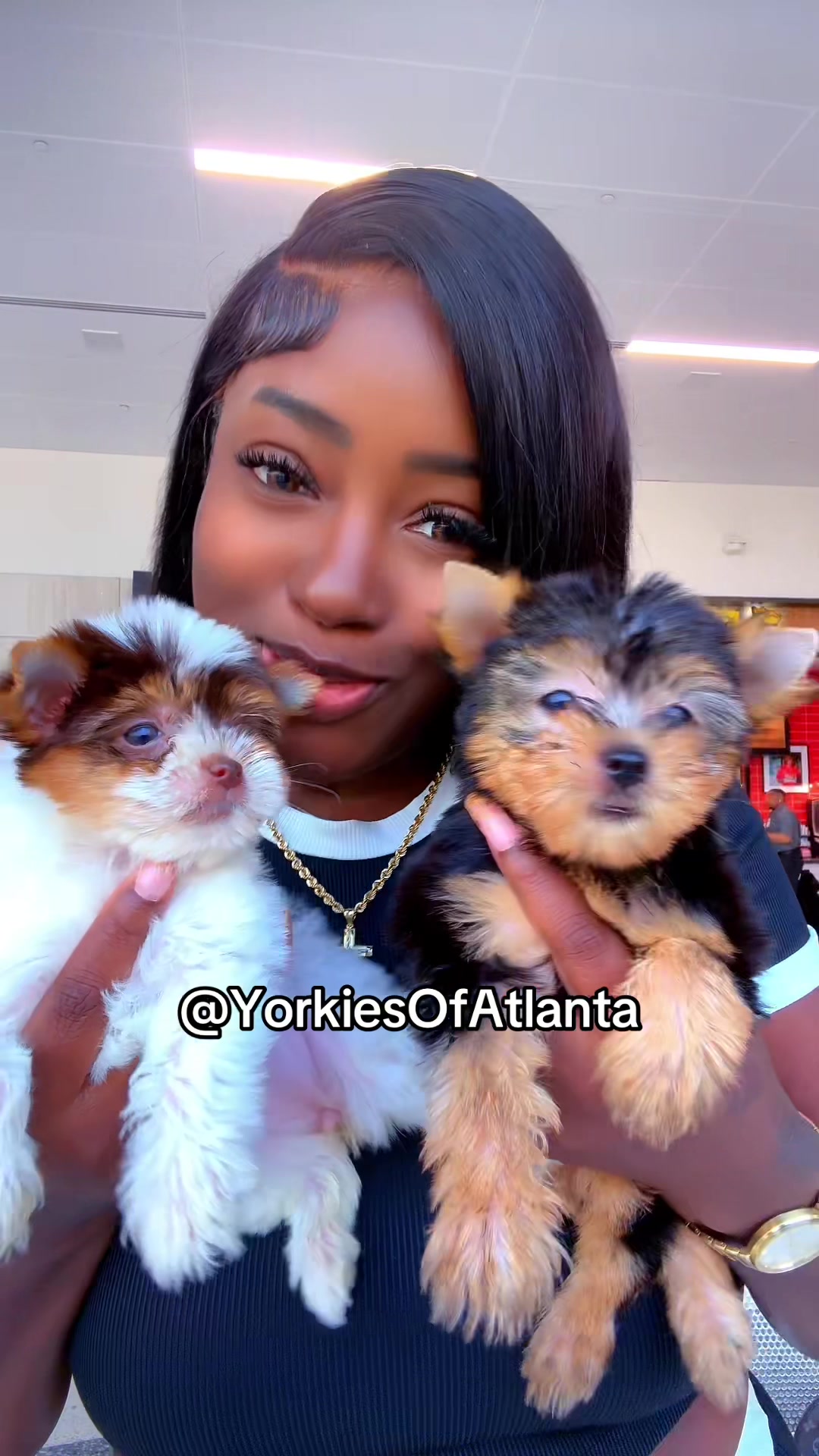 @Yorkies Of Atlanta