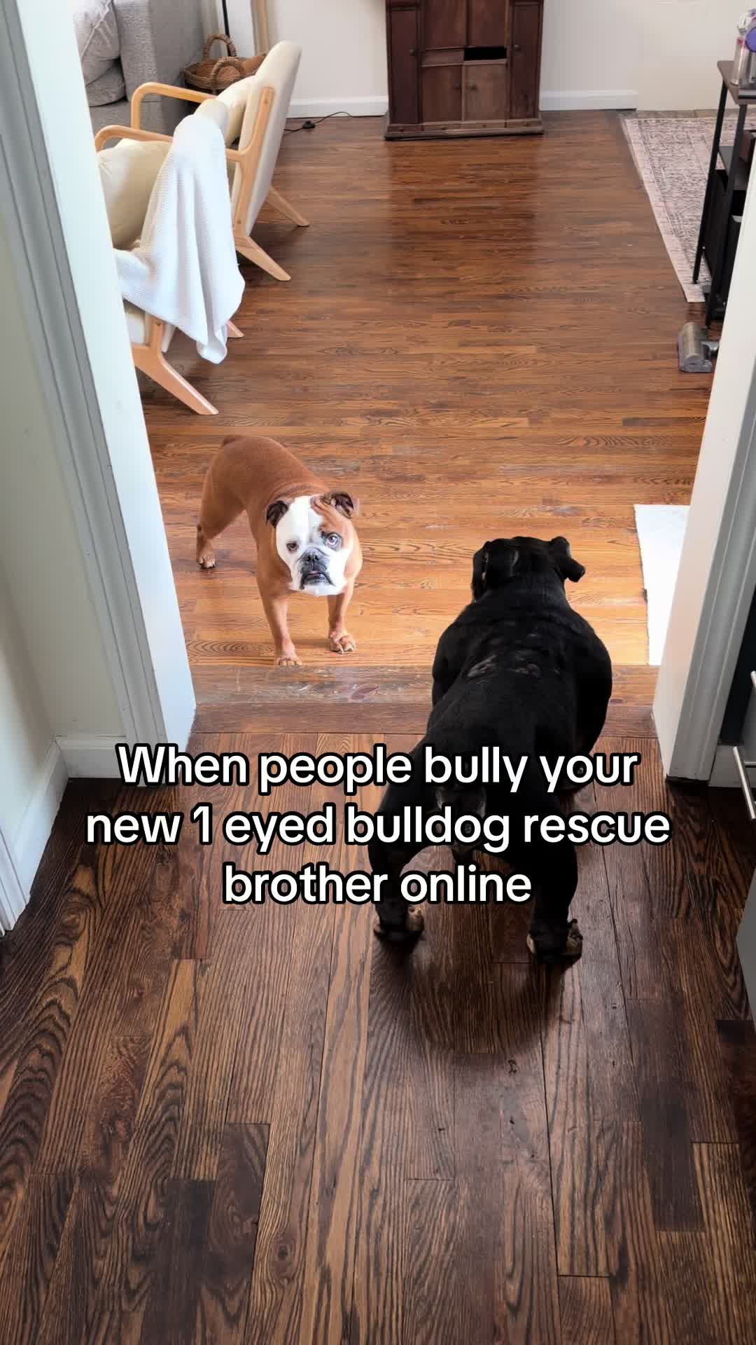 @Poptart The Bulldog