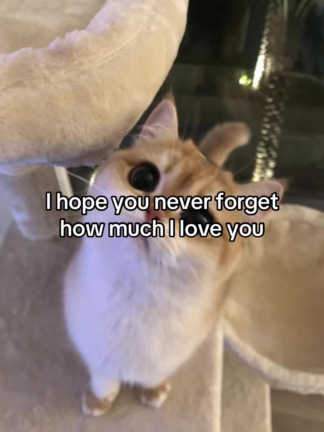 @LavanderCat