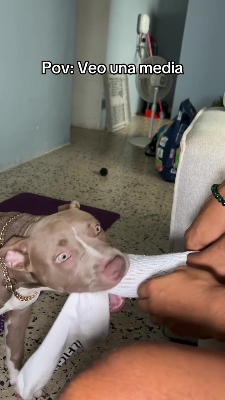 @Thor El Pitbull
