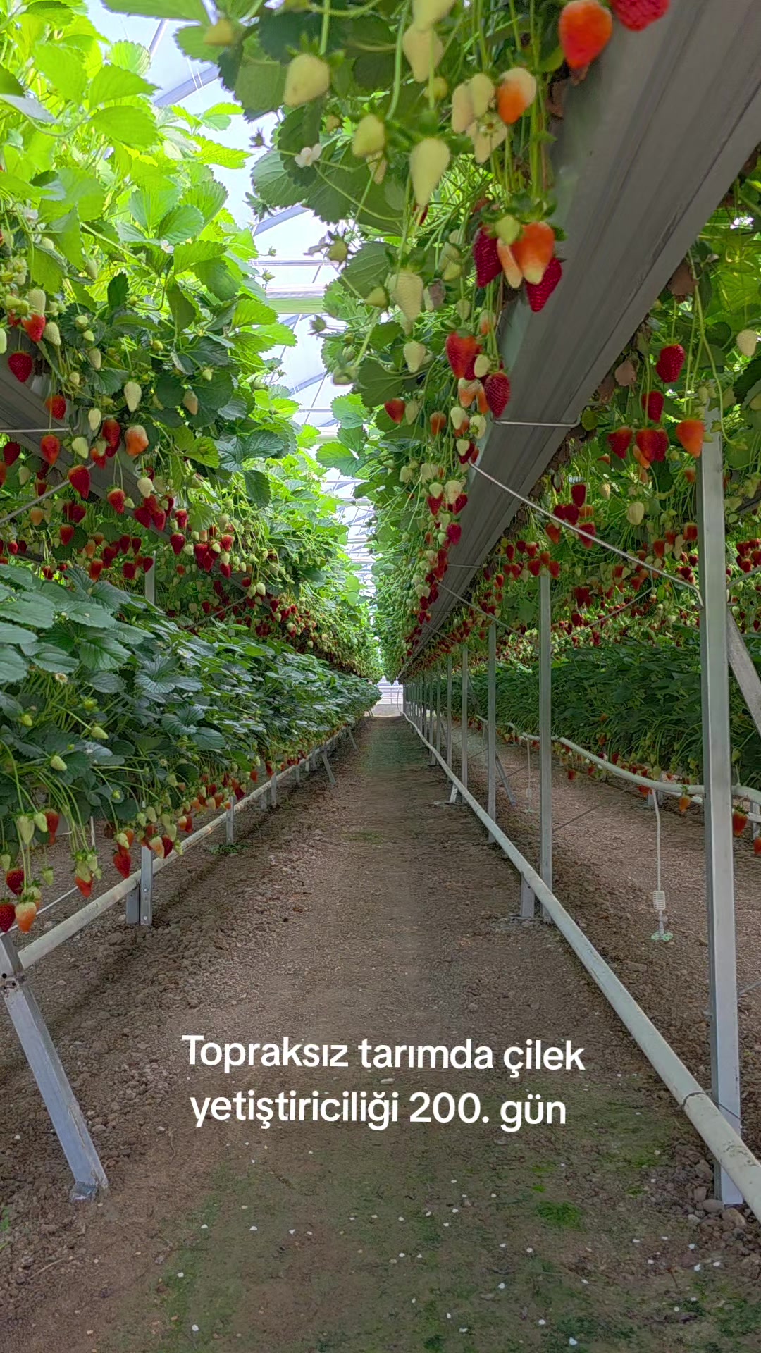 @Kartes Tarım Danışmanlık