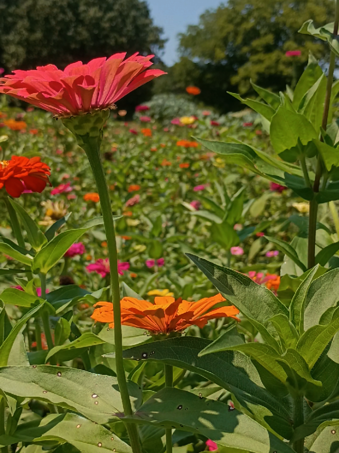 @DakotaD | GallivantingGardener