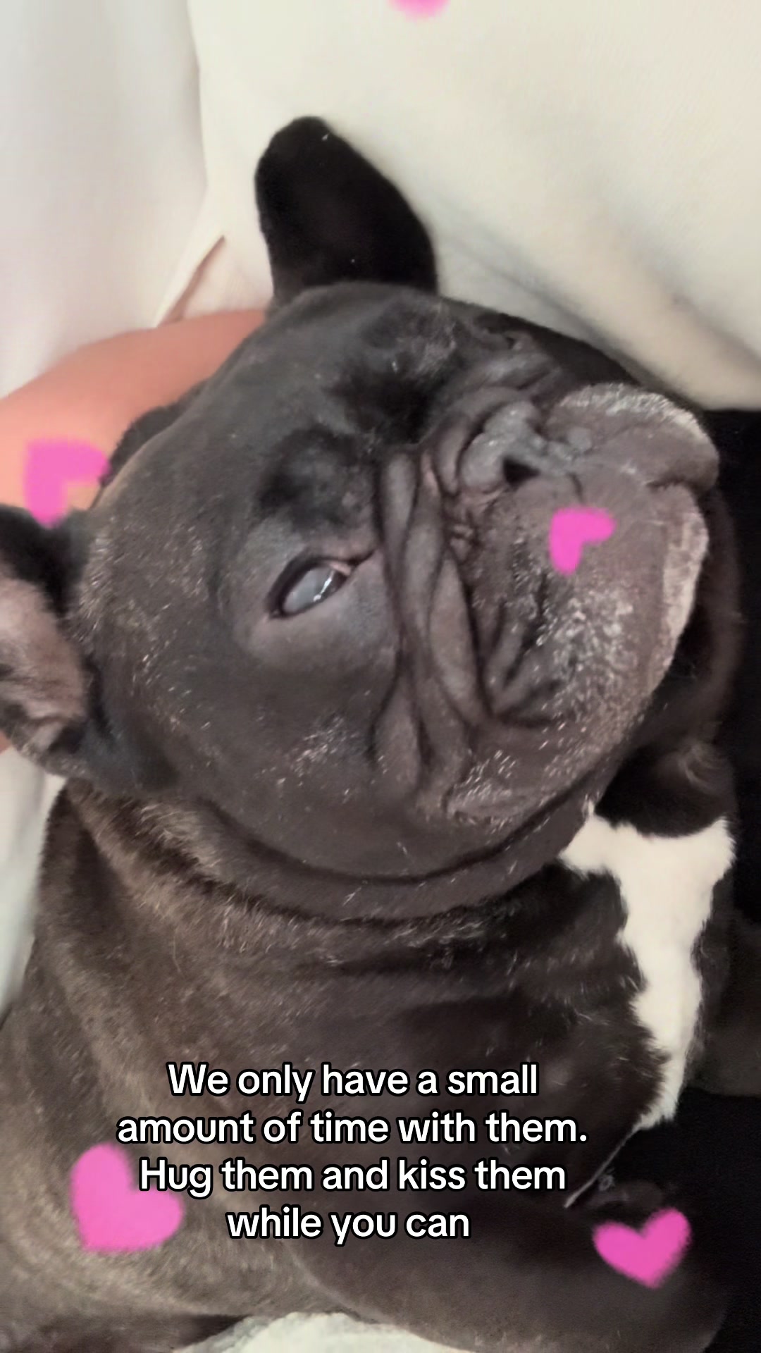 @Levi Needypants Frenchie