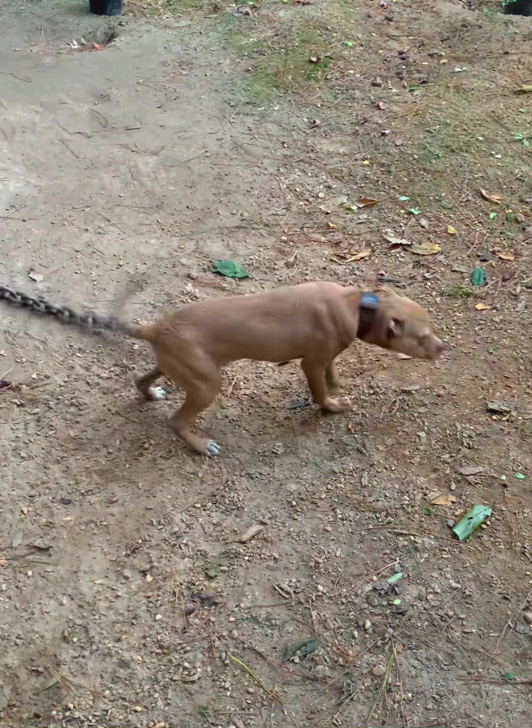 @LPKkennels