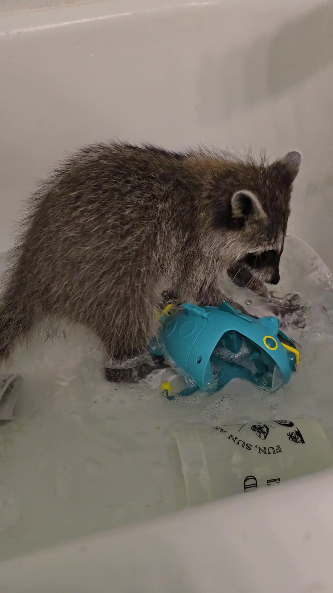 @Roxanne the Raccoon