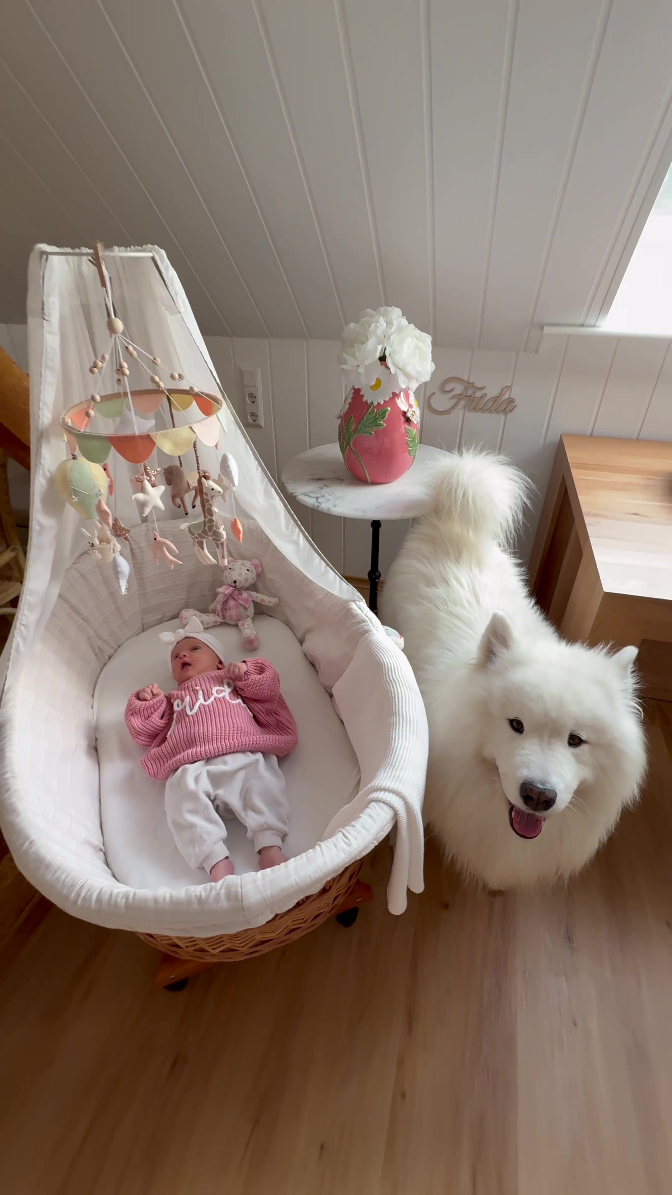 @wanderlust_samoyed
