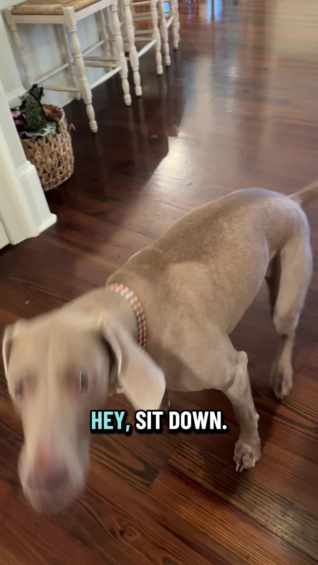 @Zoey the Weim