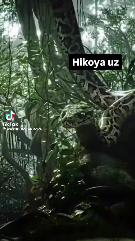 @Ruzibayeva Gulinur