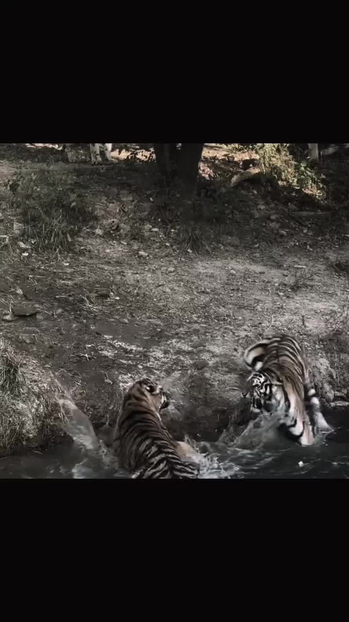 @oso