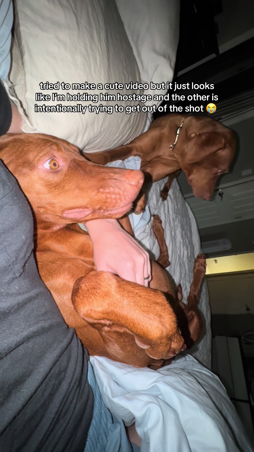 @Tycho the vizsla