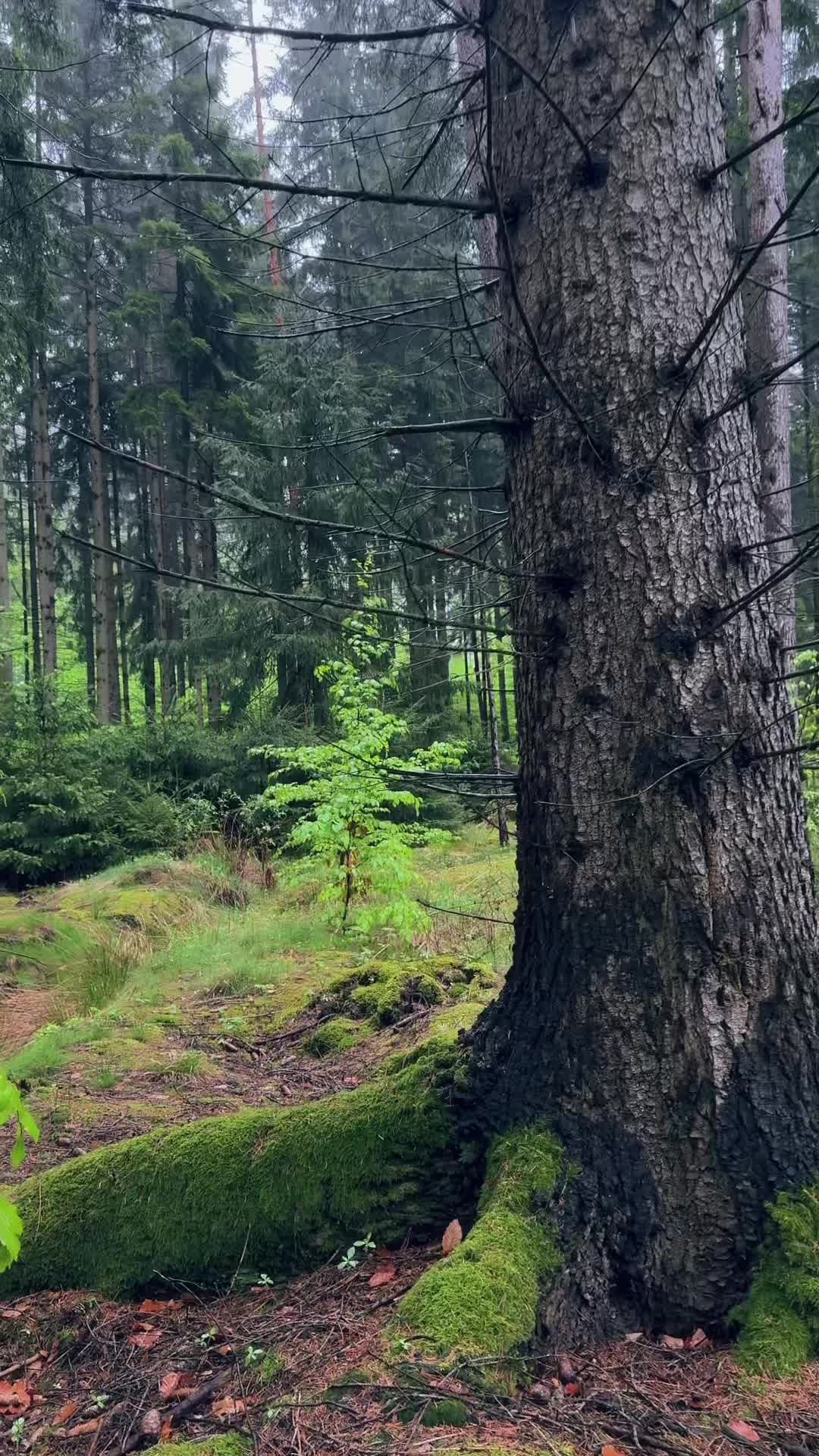 @forest_caro