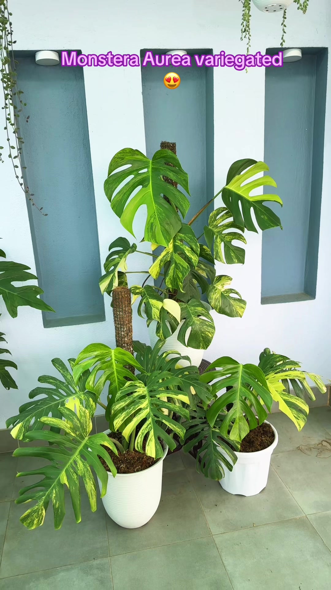 @Plantlife50