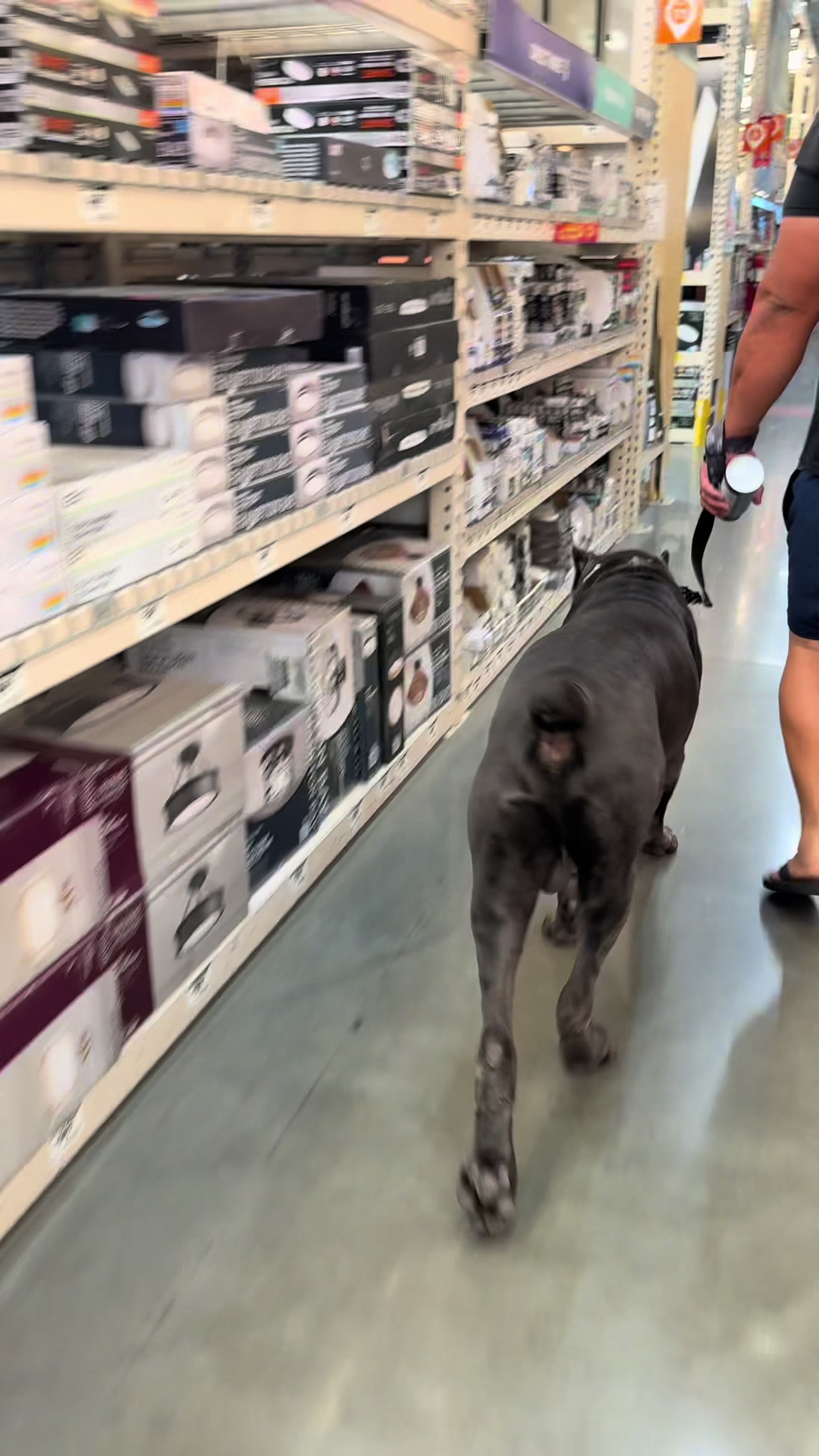 @Alistair the Cane Corso