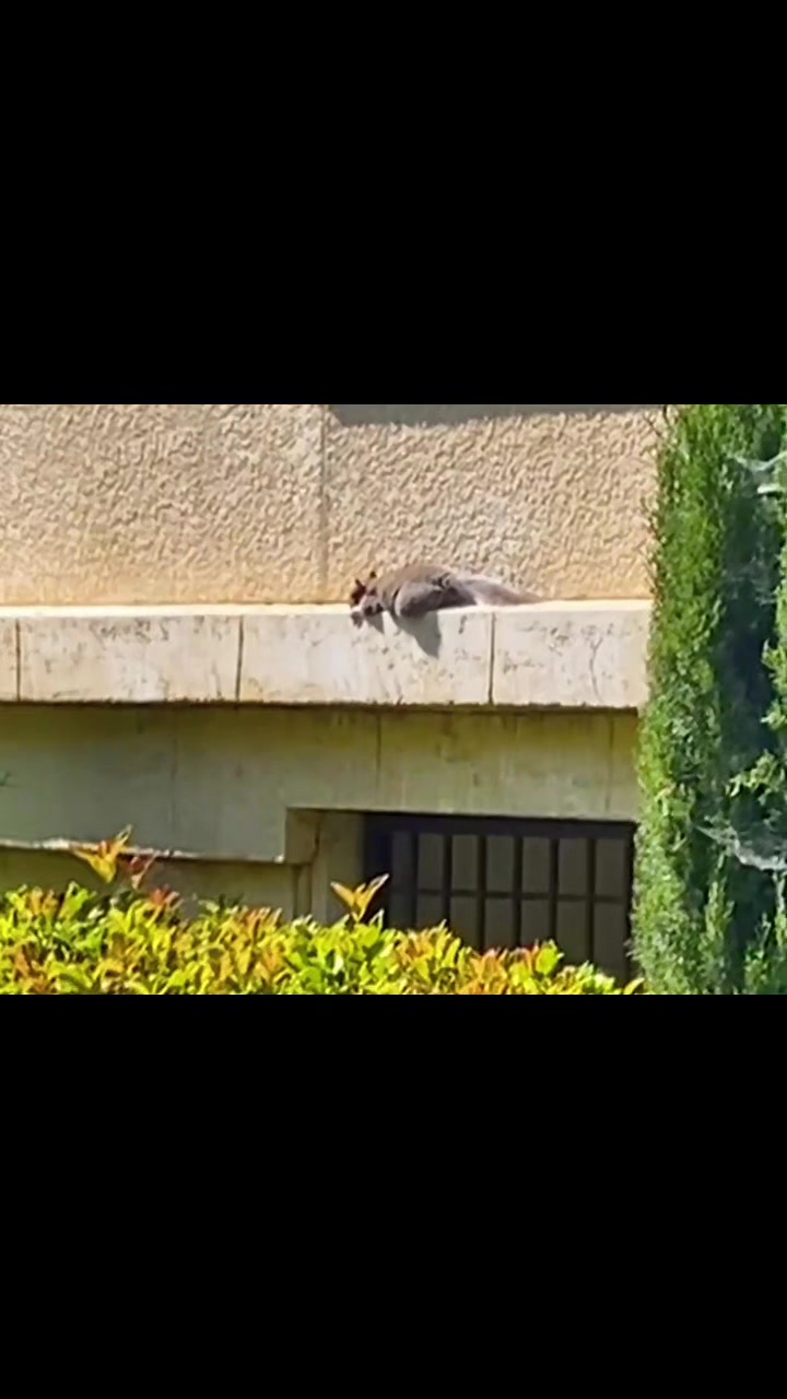 @DailyDoseOfSquirrels
