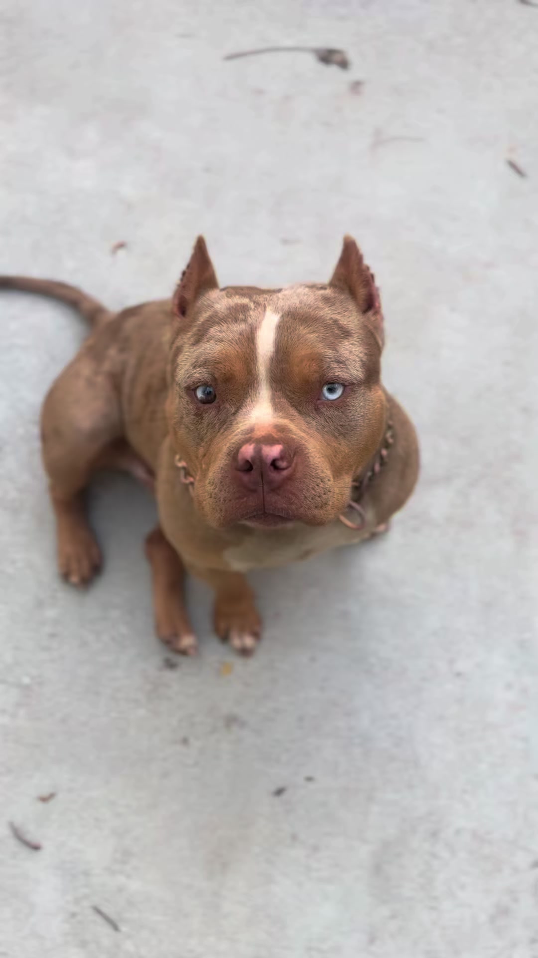 @Stay Down Kennels
