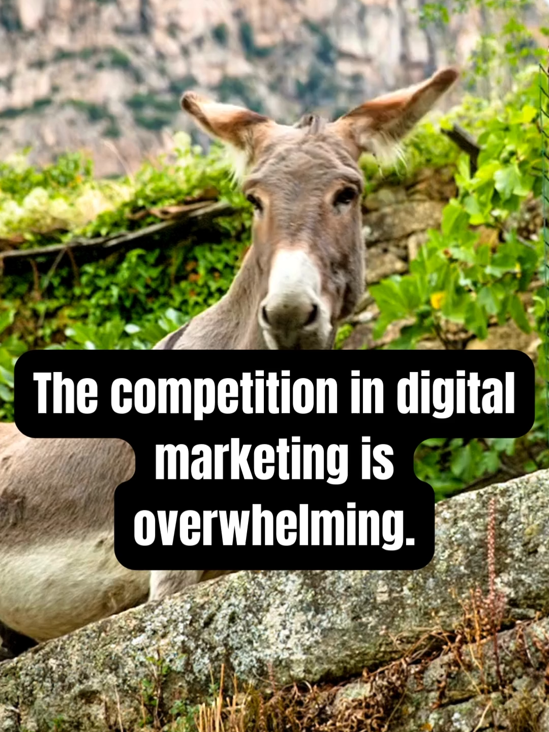 @Digital Marketing Pros ✨