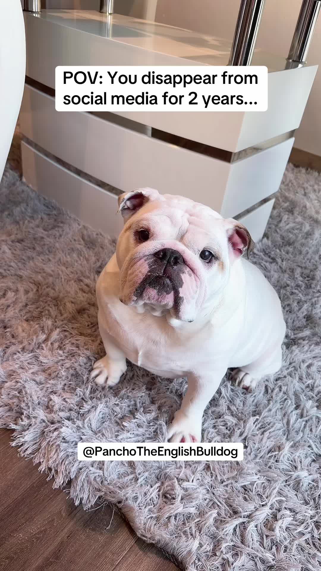 @PanchoTheEnglishBulldog