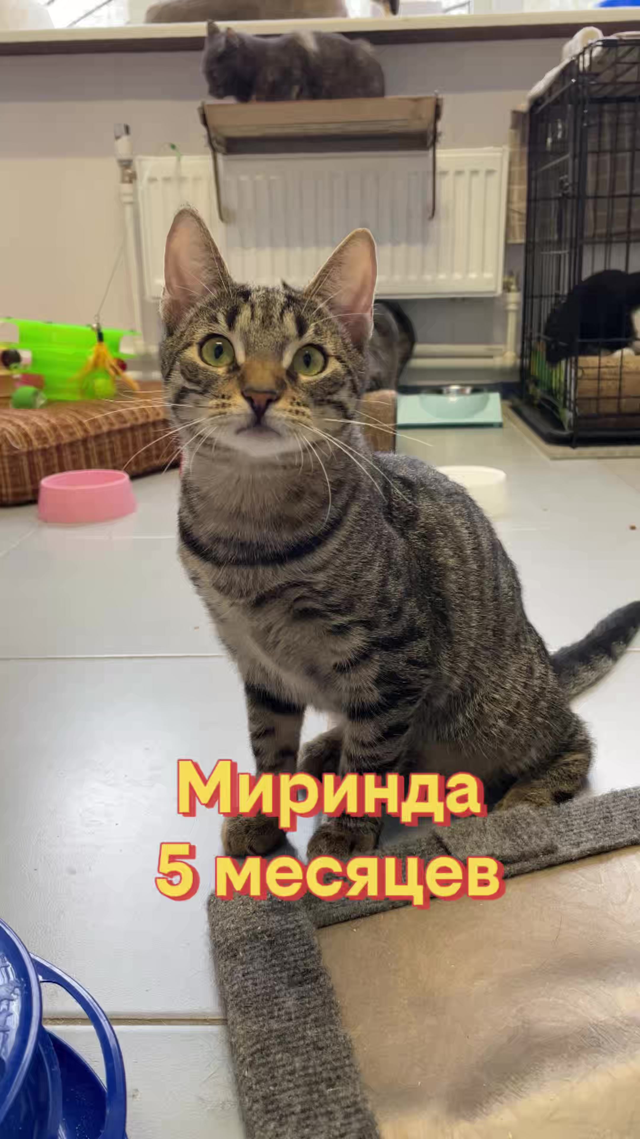 @Приют Новый дом