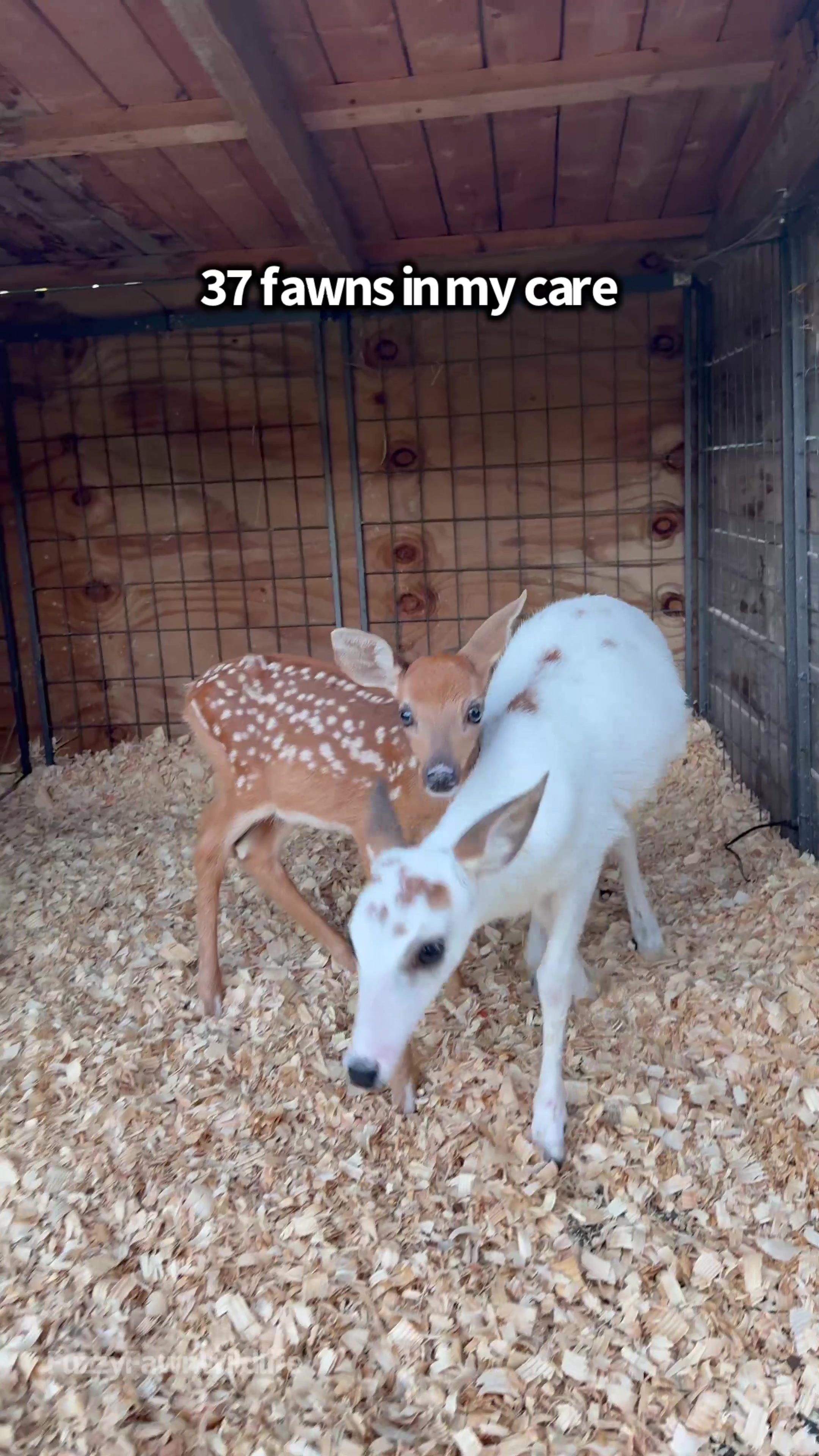 @Fuzzy Fawn Wildlife
