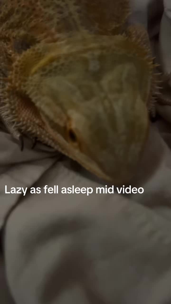 @Lizard in closet