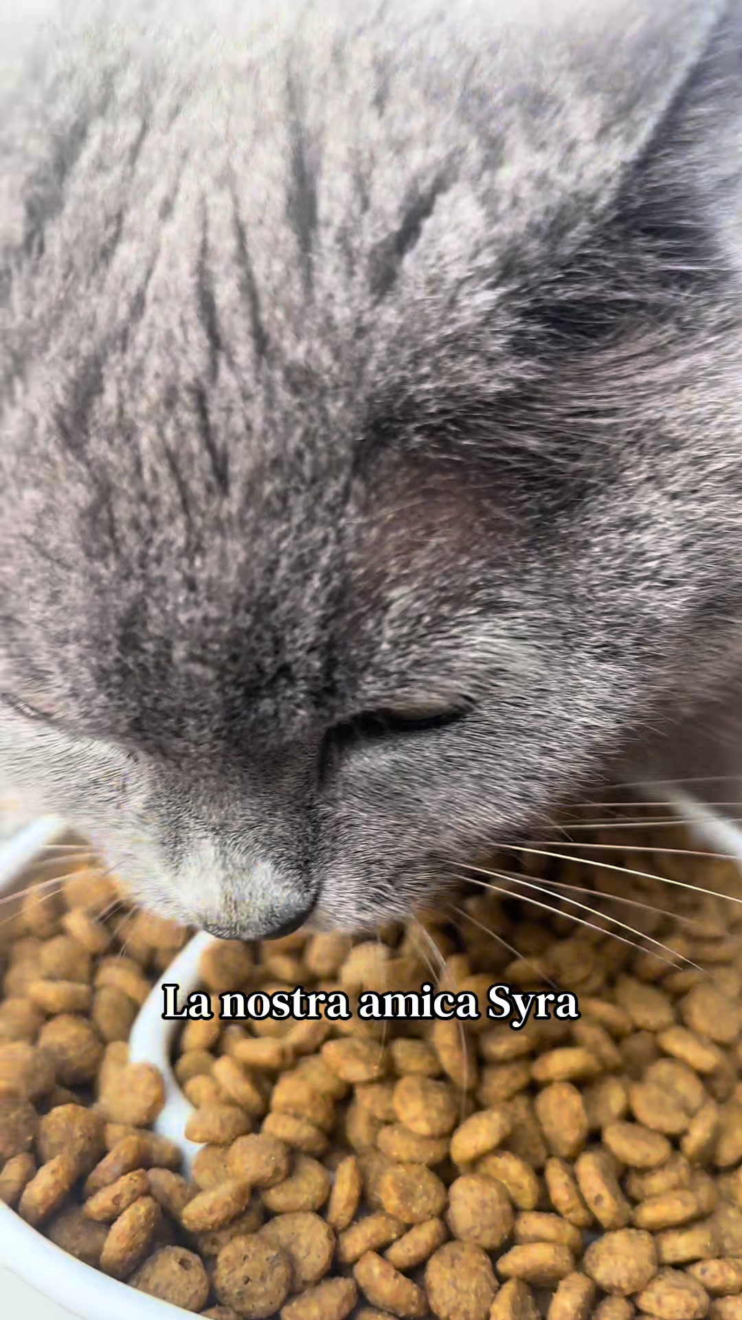 @Family_pelosa🐱🐰🐶🐮