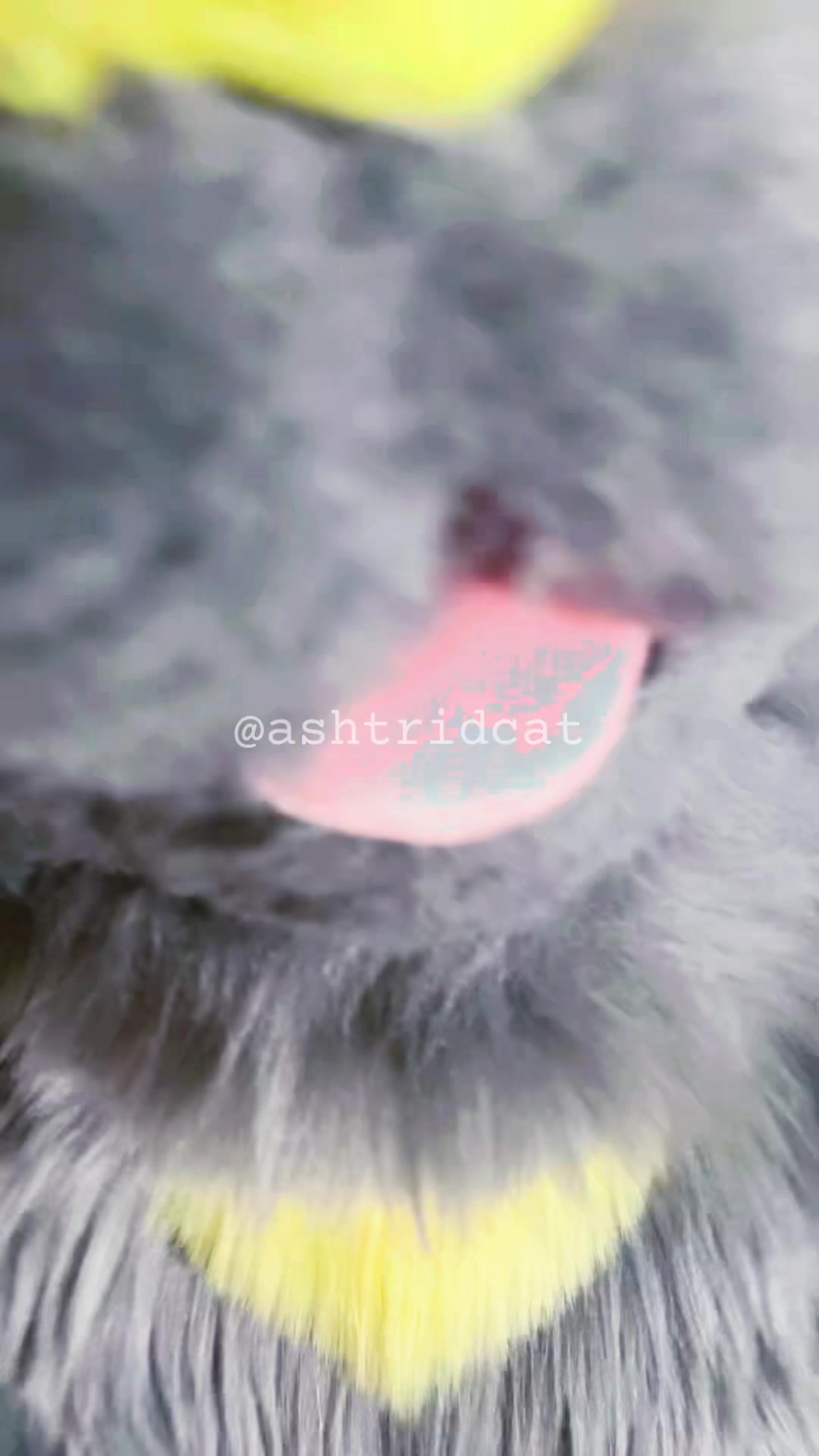 @AshtridCat