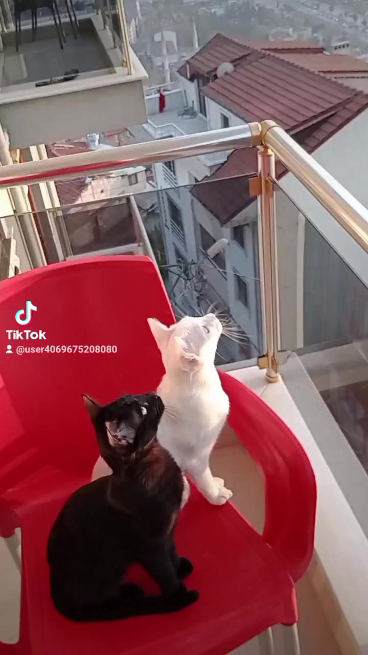 @Ali gül