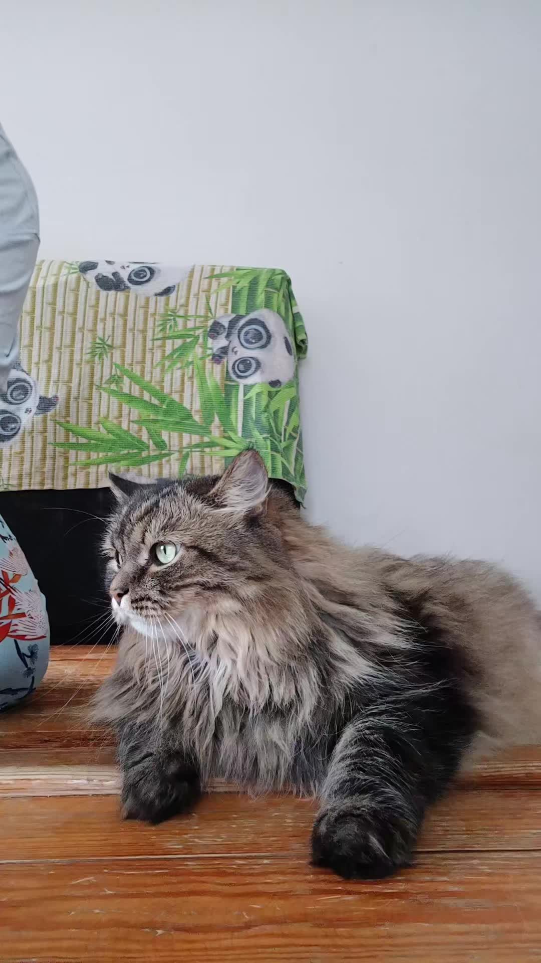 @cat_bayun_