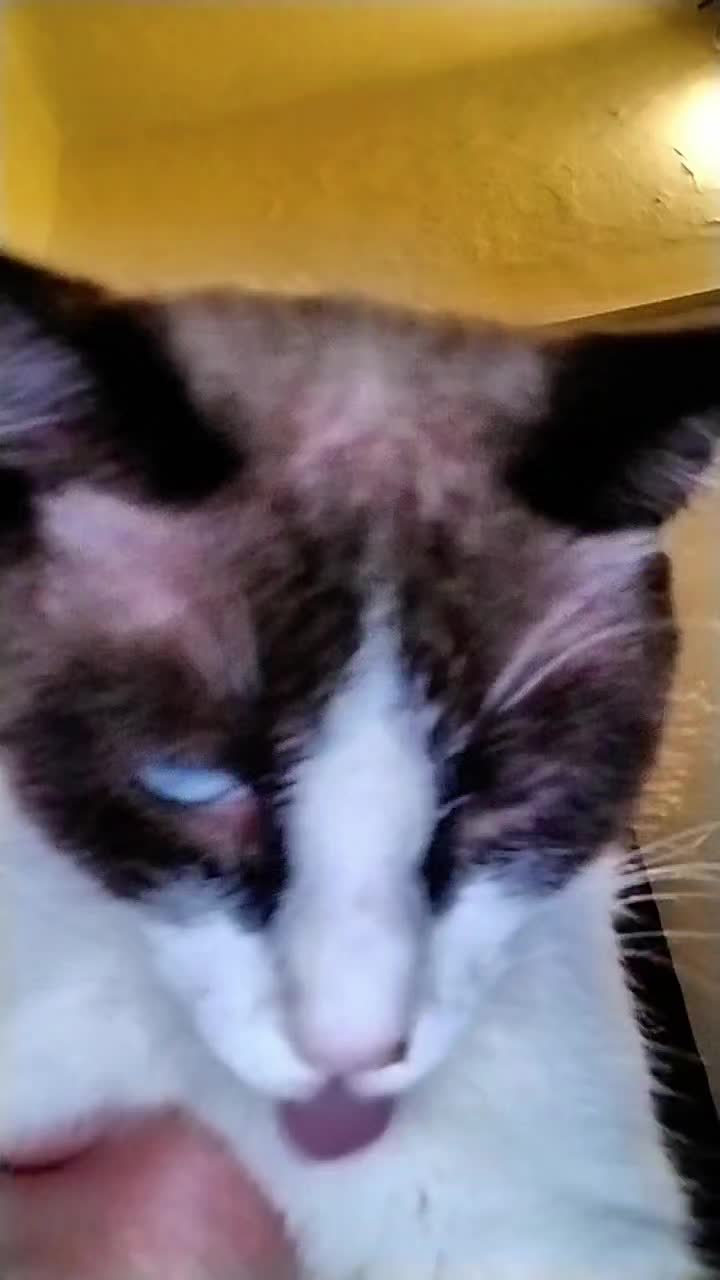 @ghaya 777