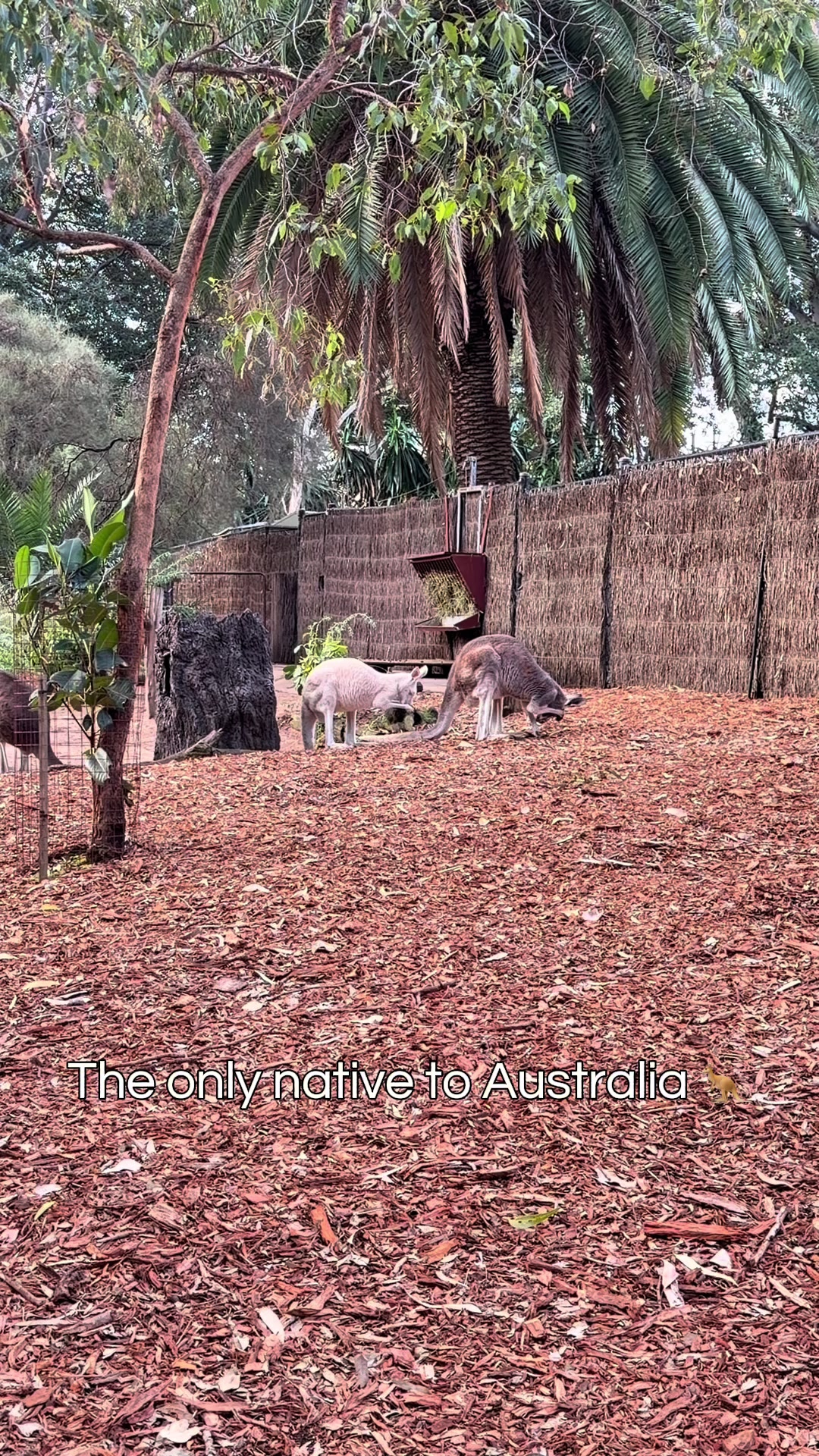 @Bilal@Aussie